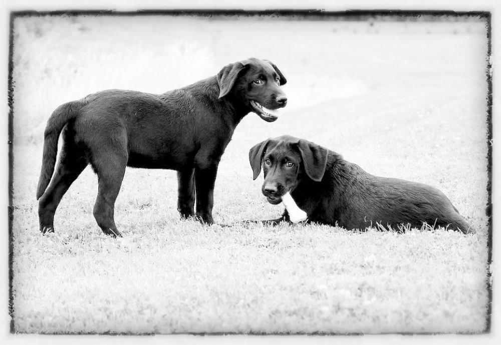 Labrador retriever Copperbirch Nobel Cody - Cody og hans bror Spencer billede 7