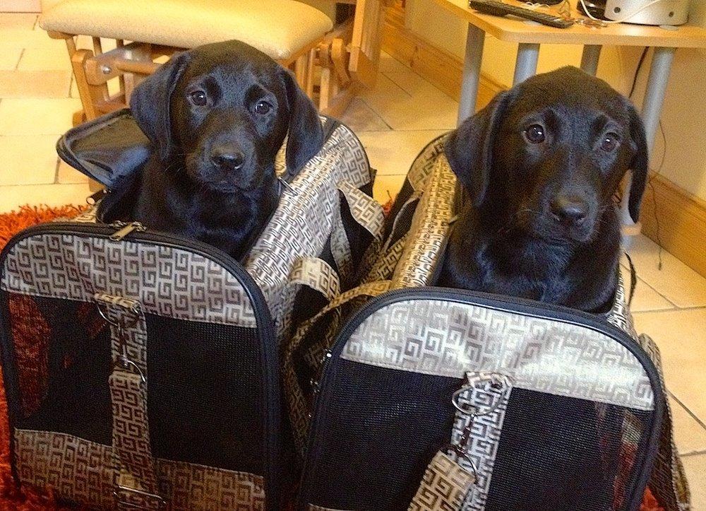 Labrador retriever Copperbirch Nobel Cody - Cody og Spencer lige inden rejsen til Danmark billede 8