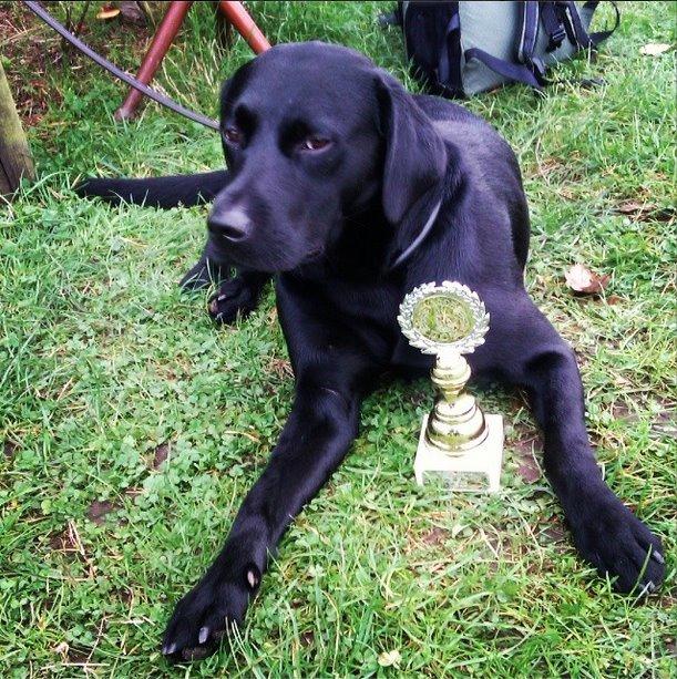 Labrador retriever Copperbirch Nobel Cody - Vandt sin klasse (C2) billede 9