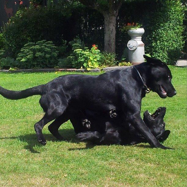 Labrador retriever Copperbirch Nobel Cody - Cody og Maggie leger i farmors have billede 10