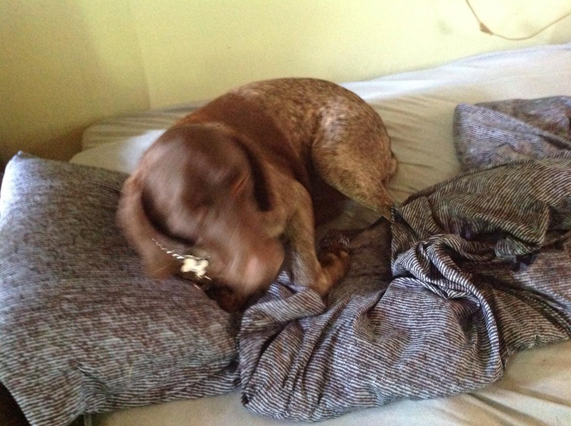 Korthåret hønsehund Bella billede 18