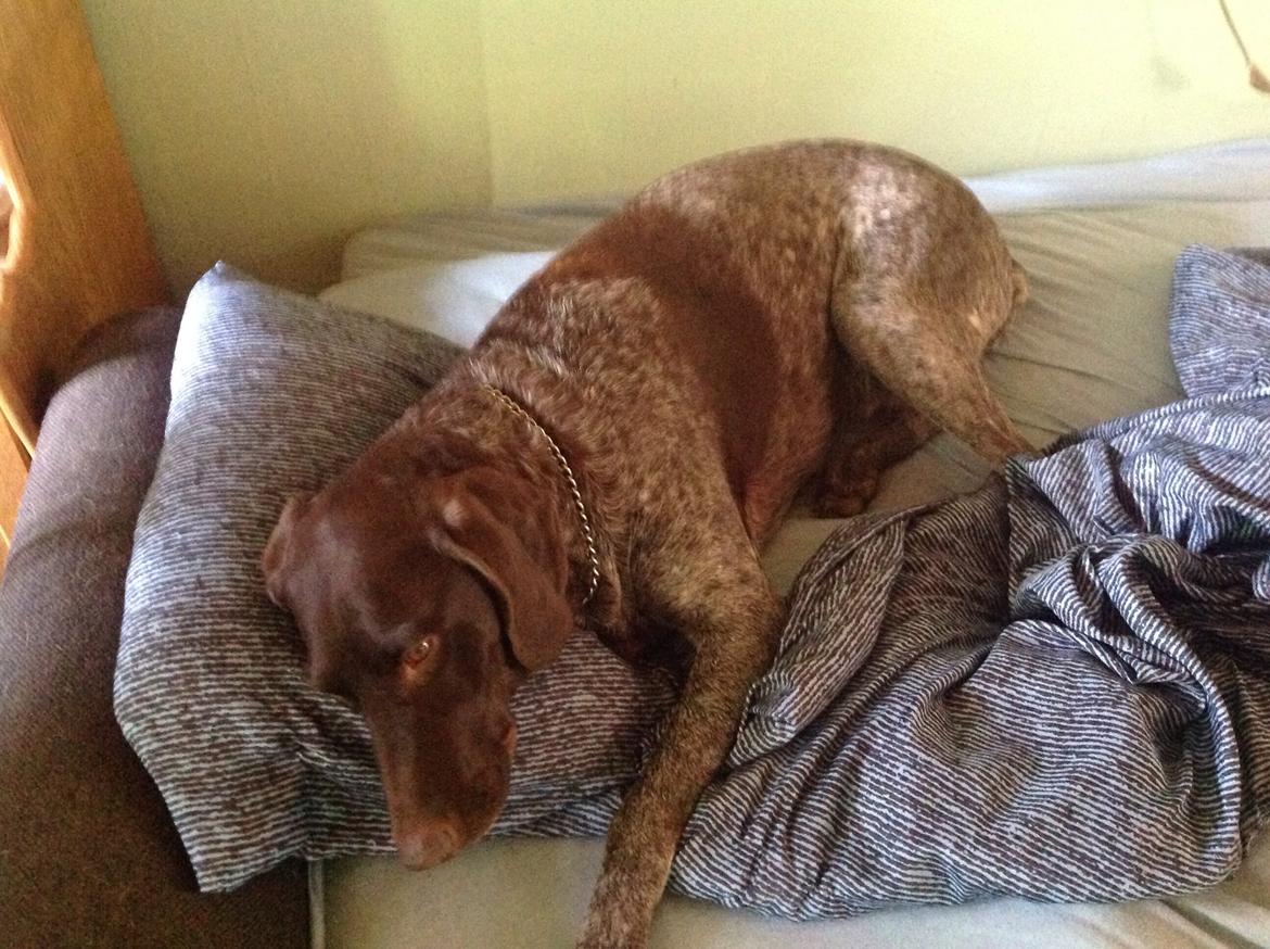 Korthåret hønsehund Bella billede 19