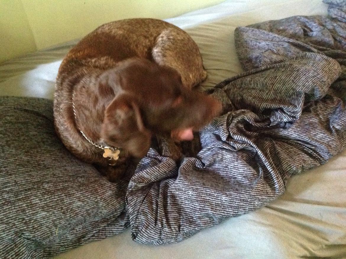 Korthåret hønsehund Bella billede 20