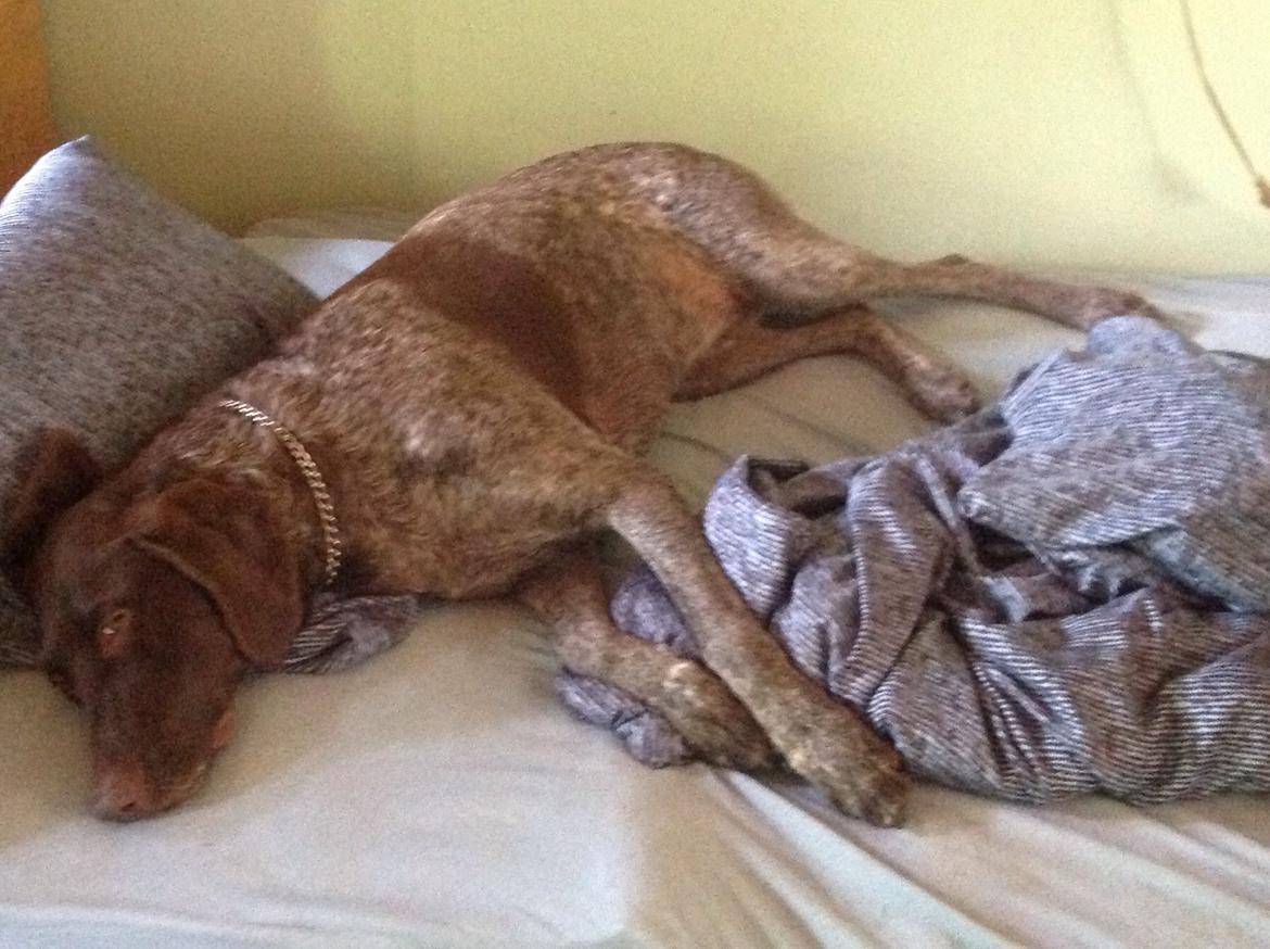 Korthåret hønsehund Bella billede 21