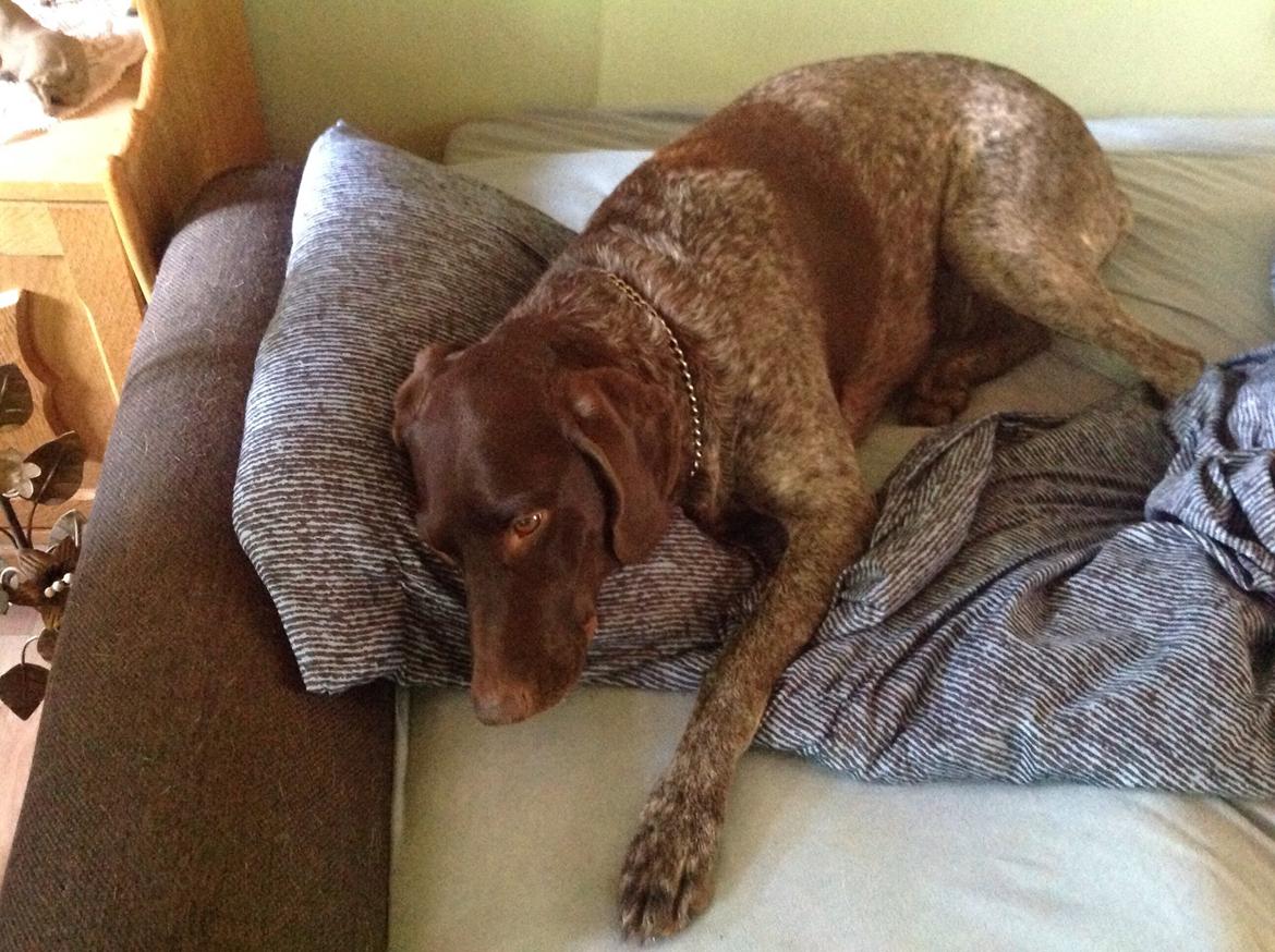 Korthåret hønsehund Bella billede 22