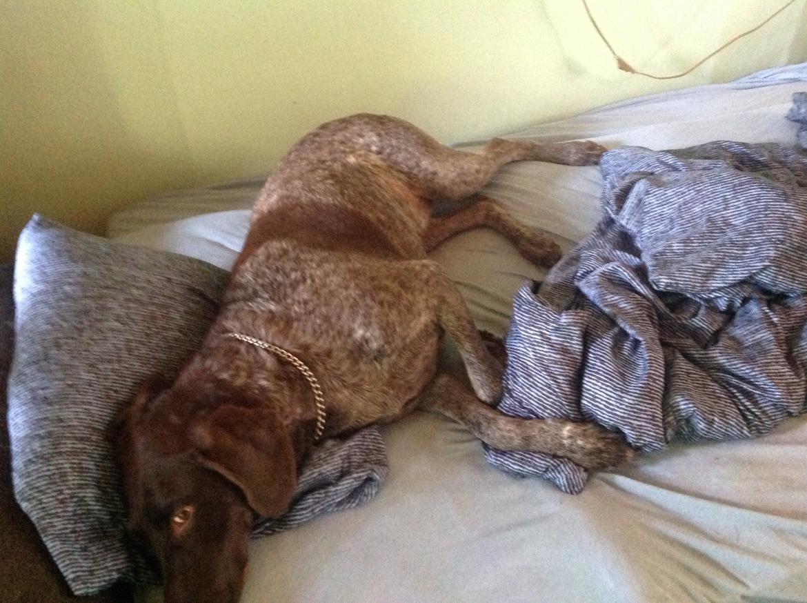 Korthåret hønsehund Bella billede 23