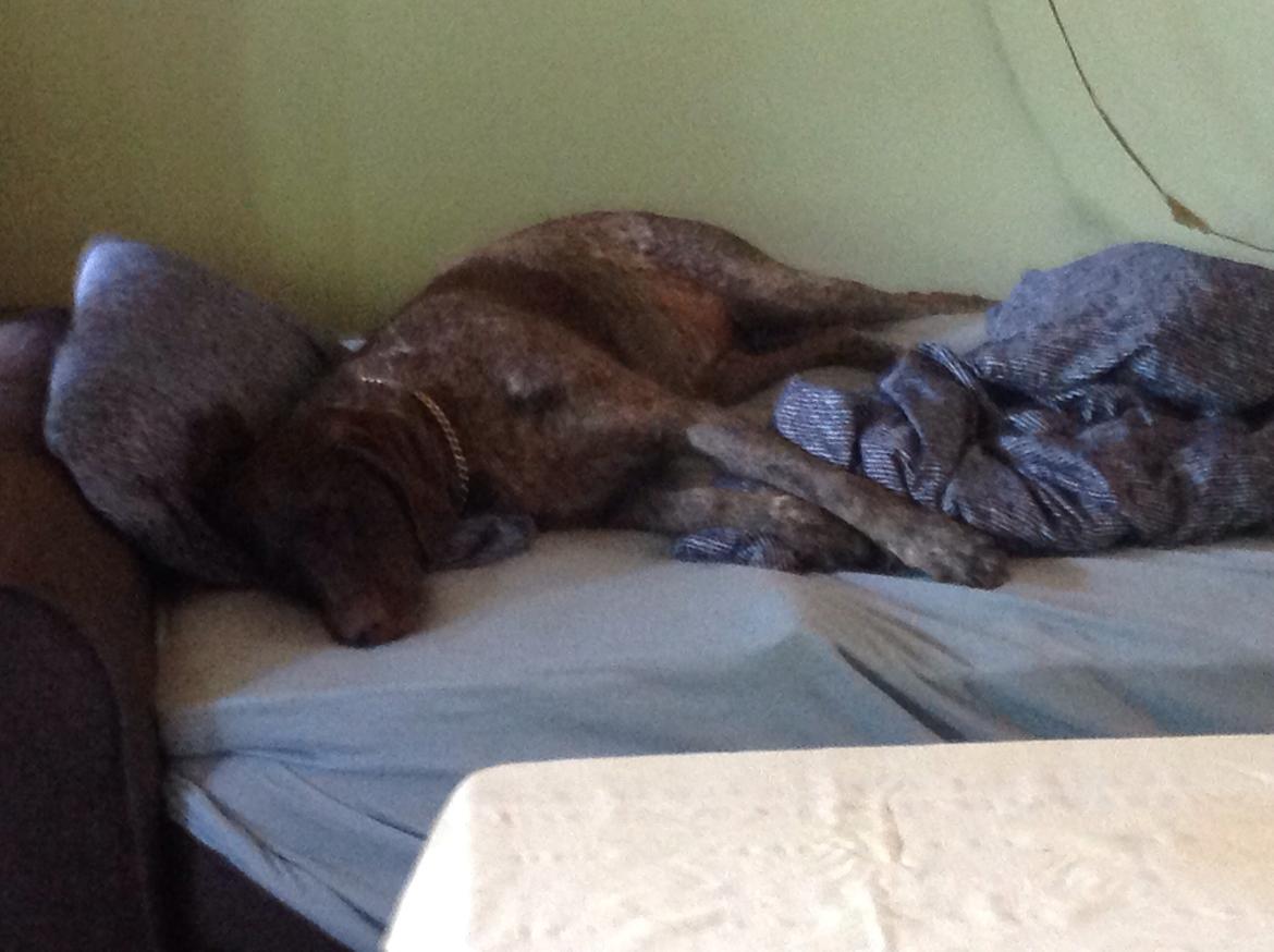 Korthåret hønsehund Bella billede 24