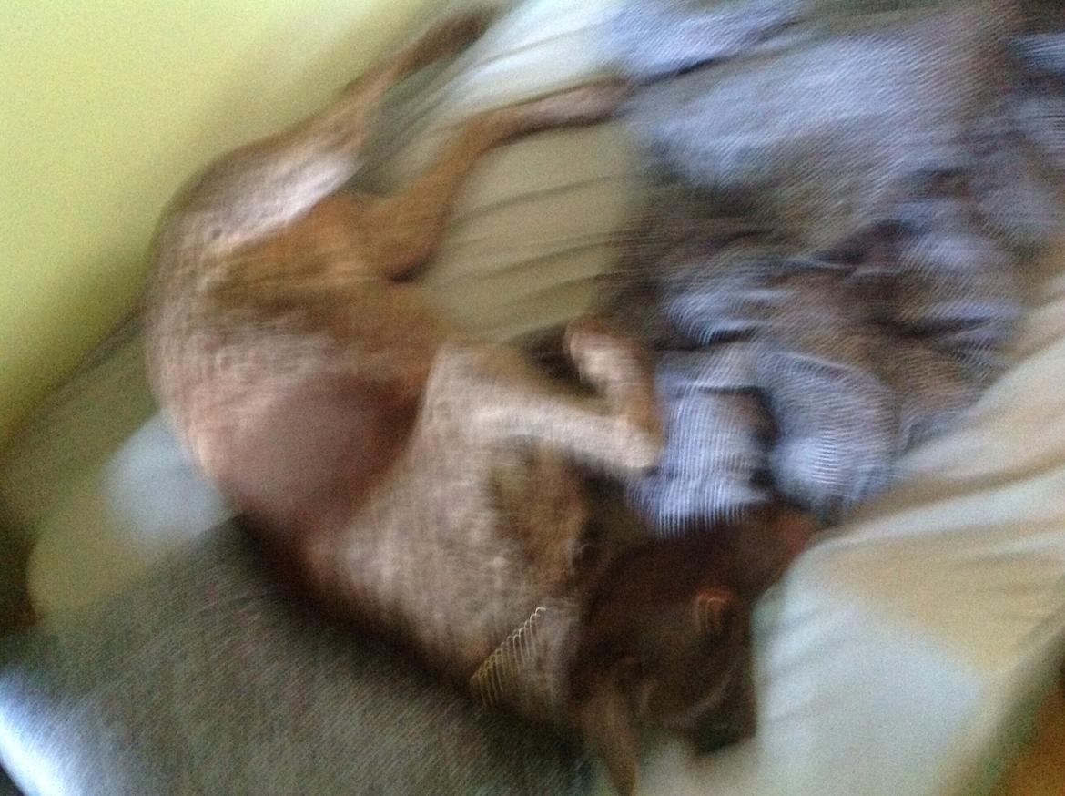 Korthåret hønsehund Bella billede 25