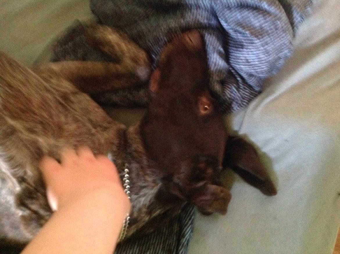 Korthåret hønsehund Bella billede 26