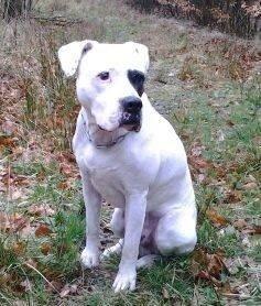 Amerikansk bulldog JASON R.I.P 4/4-14 billede 21