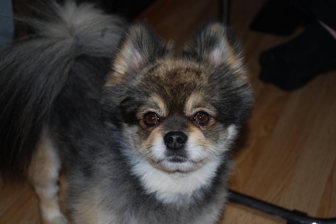 Pomeranian Buddy billede 2