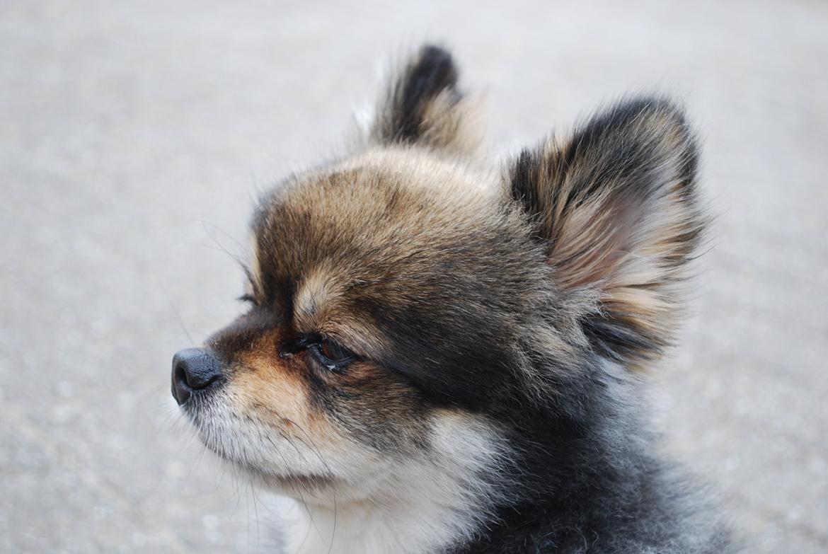 Pomeranian Buddy billede 5