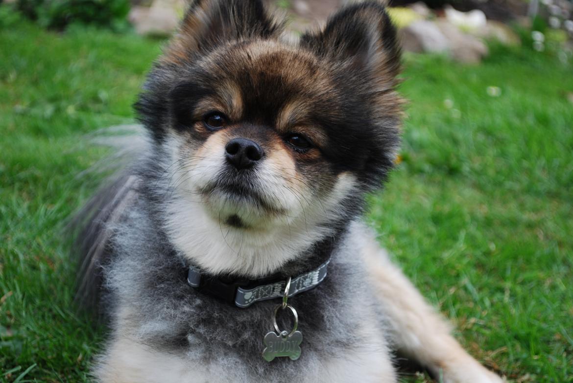 Pomeranian Buddy billede 1