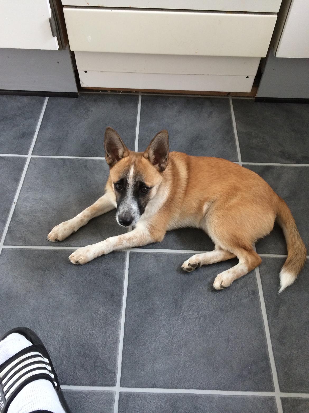 Blanding af racer Ludvig ( kæle navn hunter )  billede 21