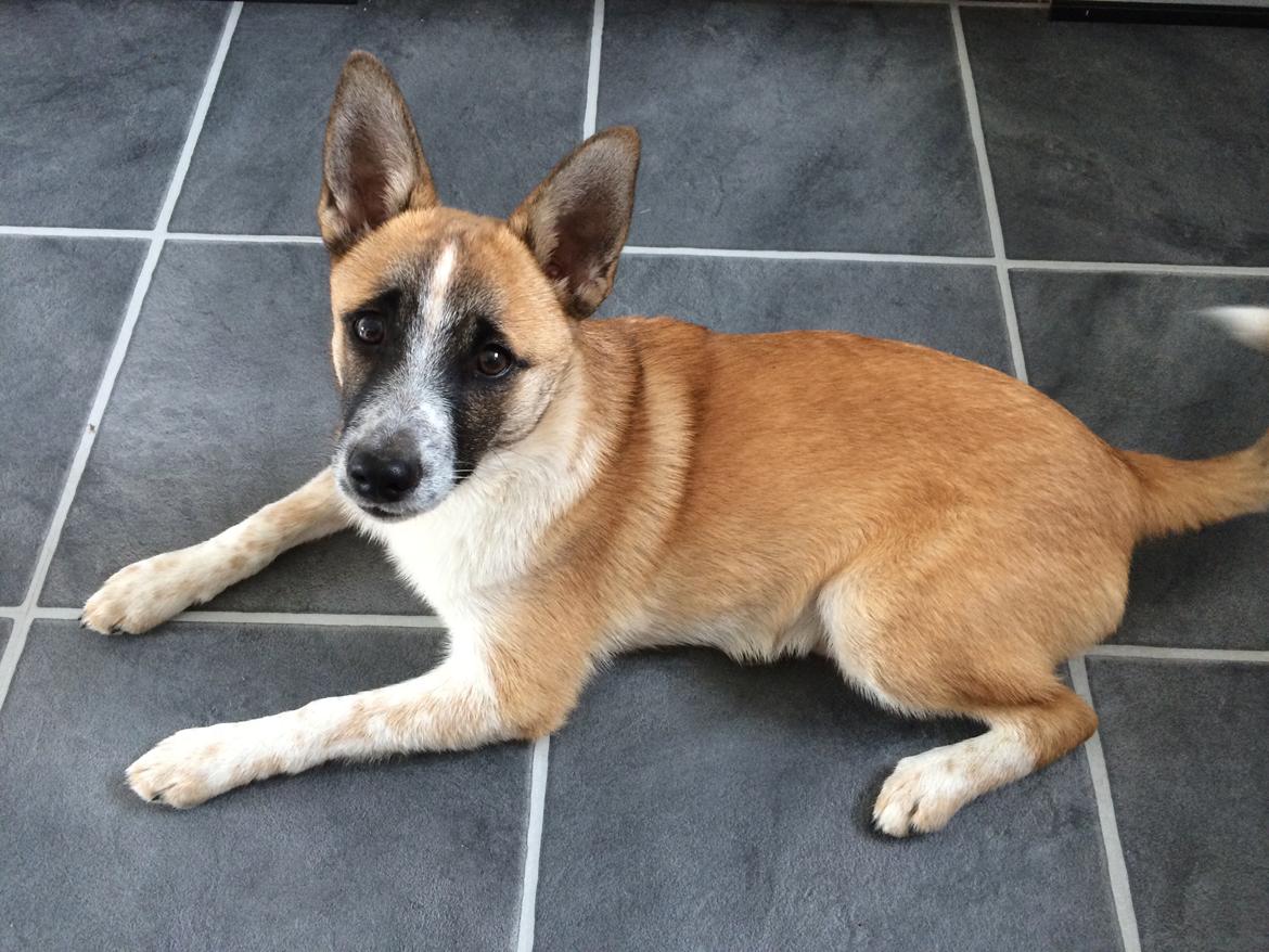 Blanding af racer Ludvig ( kæle navn hunter )  billede 22