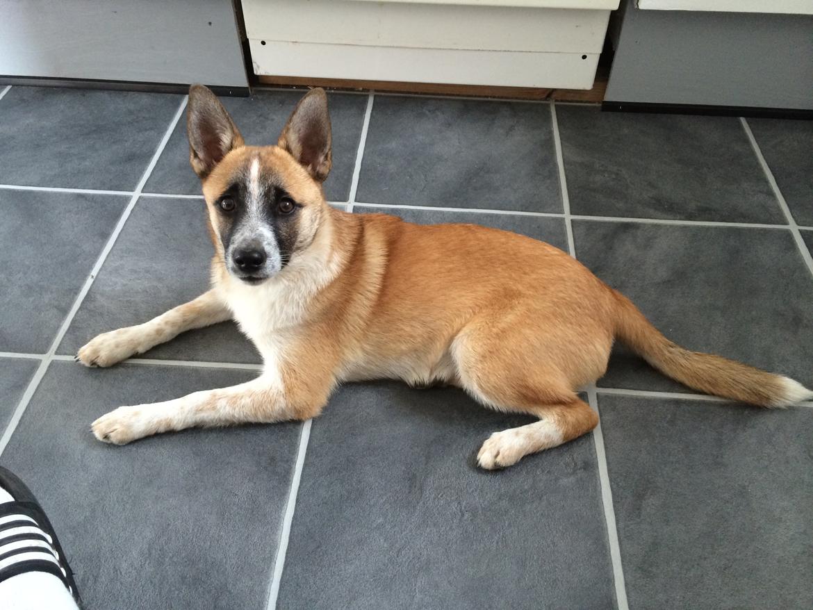 Blanding af racer Ludvig ( kæle navn hunter )  billede 23