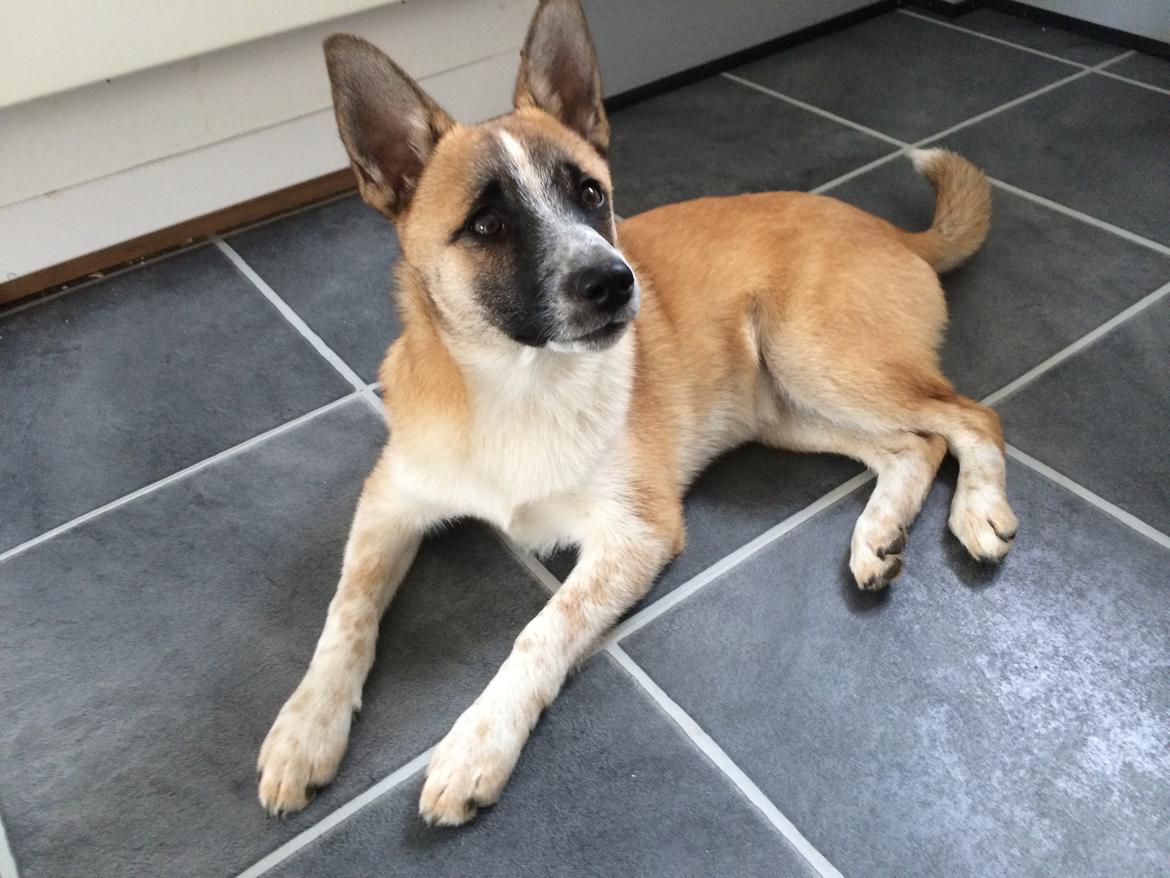 Blanding af racer Ludvig ( kæle navn hunter )  billede 24