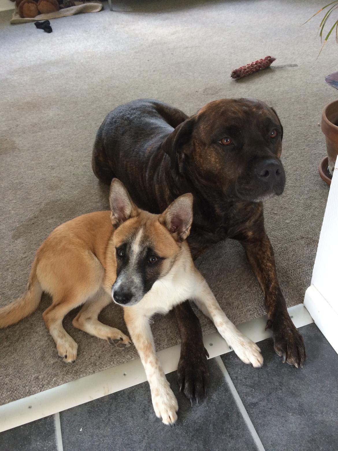 Blanding af racer Ludvig ( kæle navn hunter )  billede 25