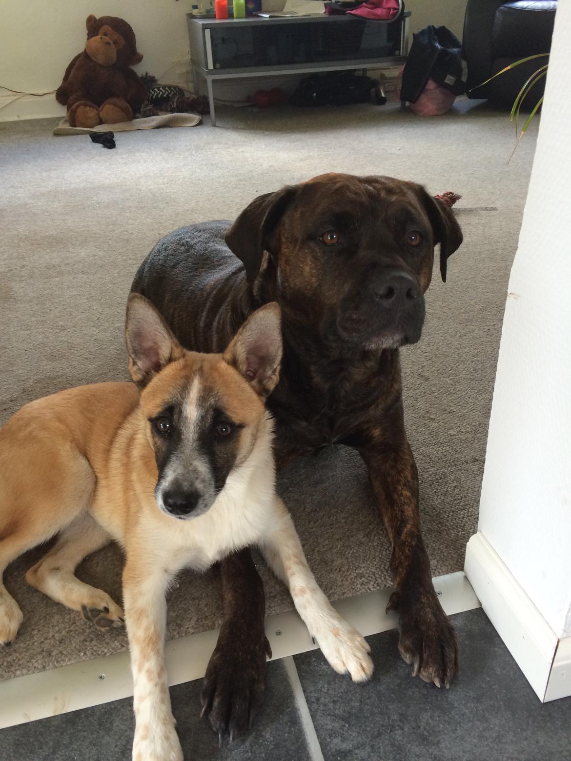 Blanding af racer Ludvig ( kæle navn hunter )  billede 26