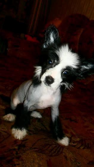 Chinese crested hårløs Kiki billede 4