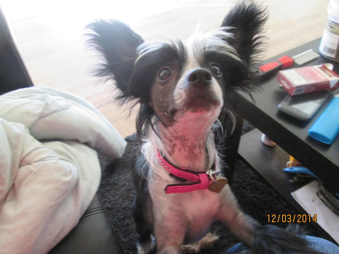 Chinese crested hårløs Kiki billede 14