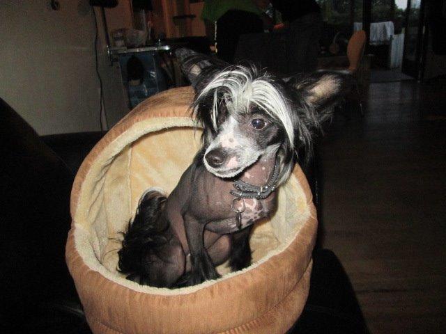 Chinese crested hårløs Kiki billede 18