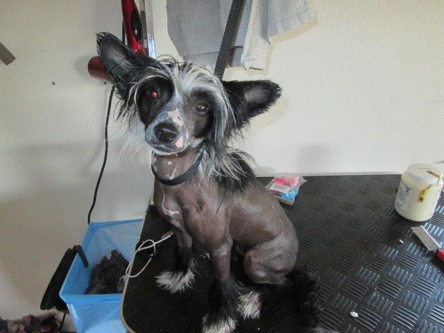 Chinese crested hårløs Kiki billede 20