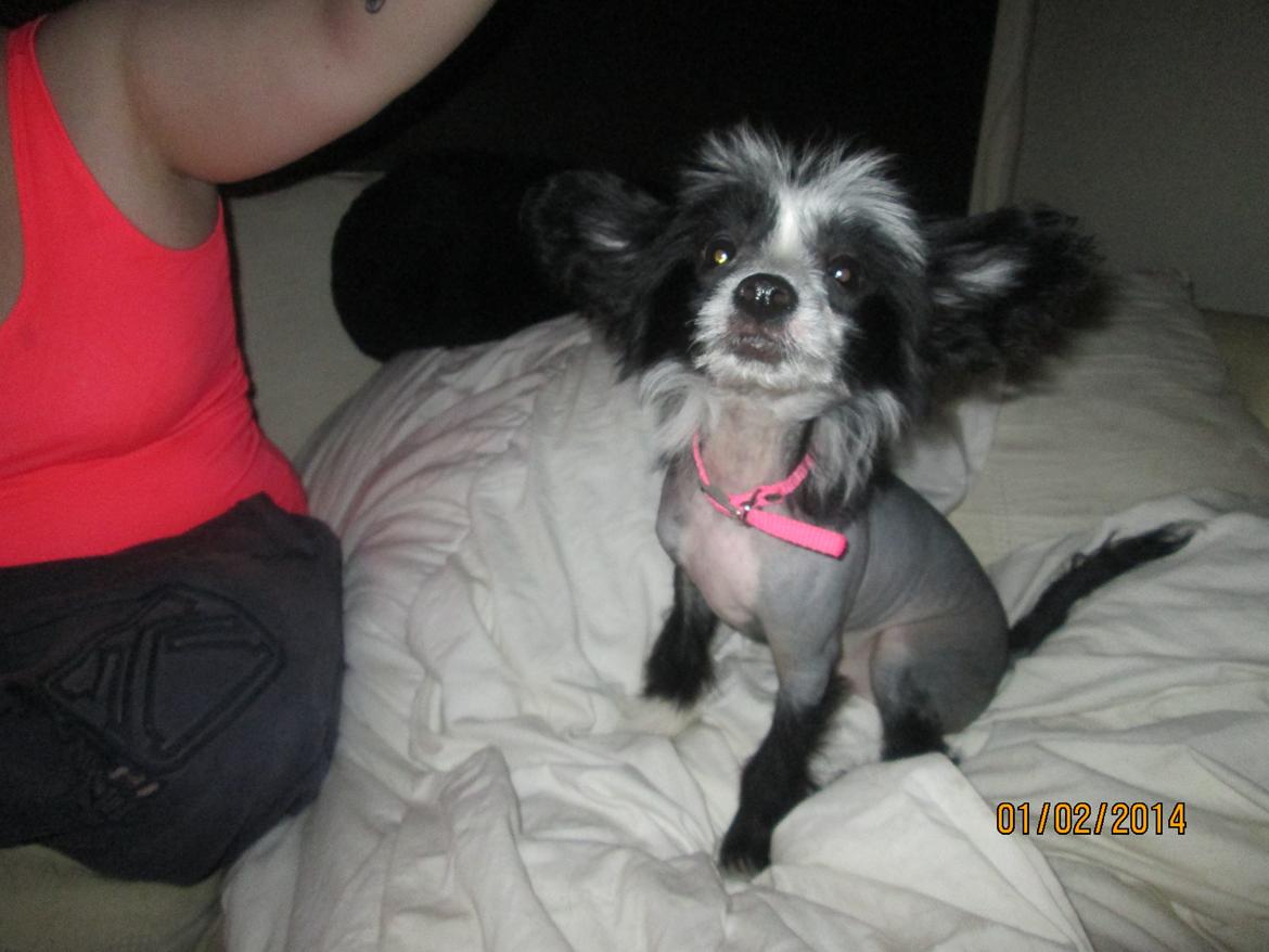 Chinese crested hårløs Kiki - Da vi lige have fået hende hjem. billede 5