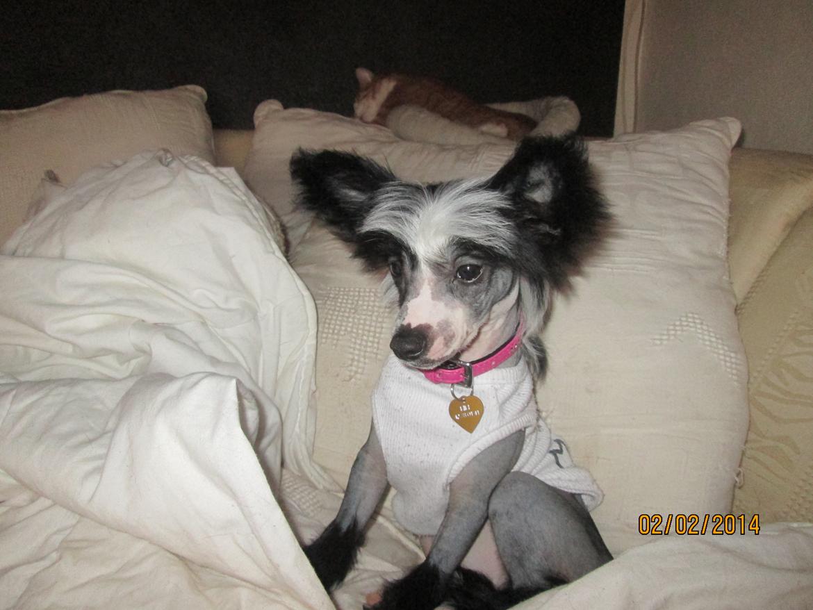 Chinese crested hårløs Kiki billede 8