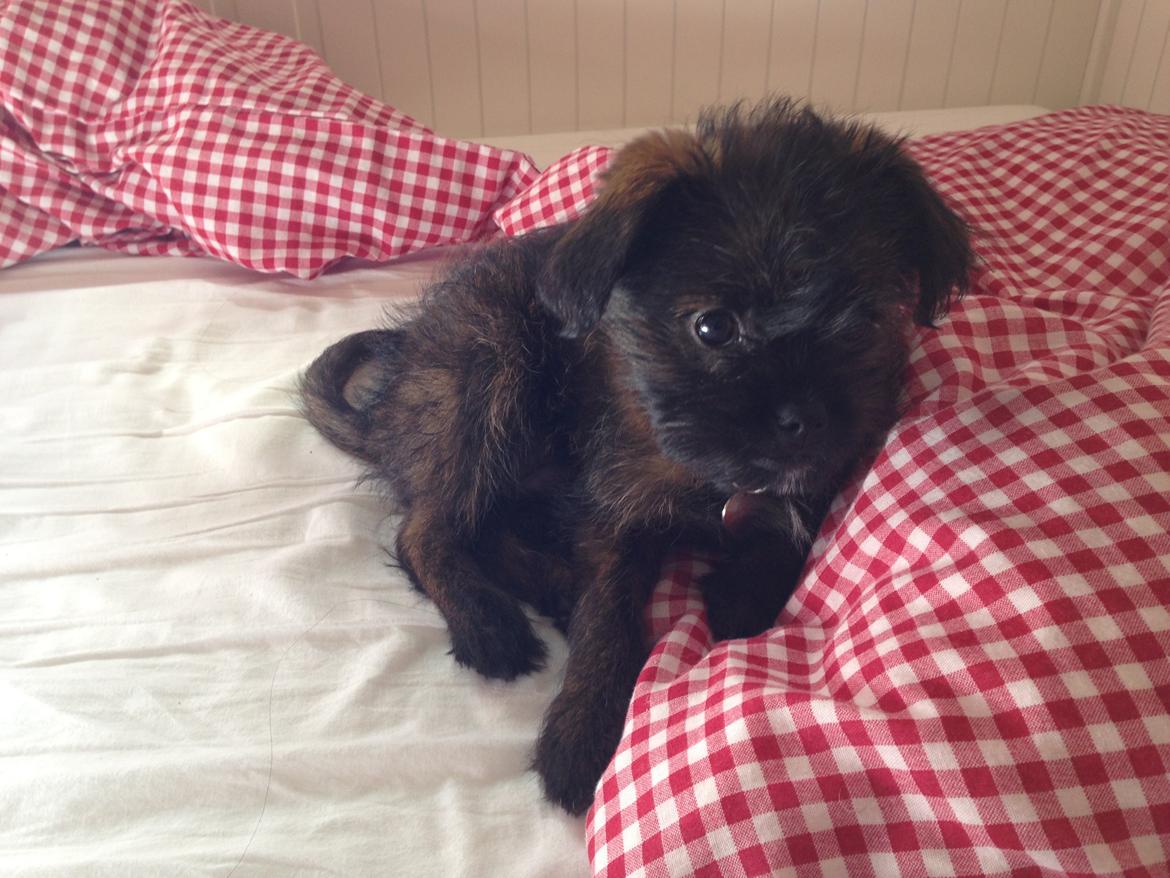 Blanding af racer Ellie billede 1