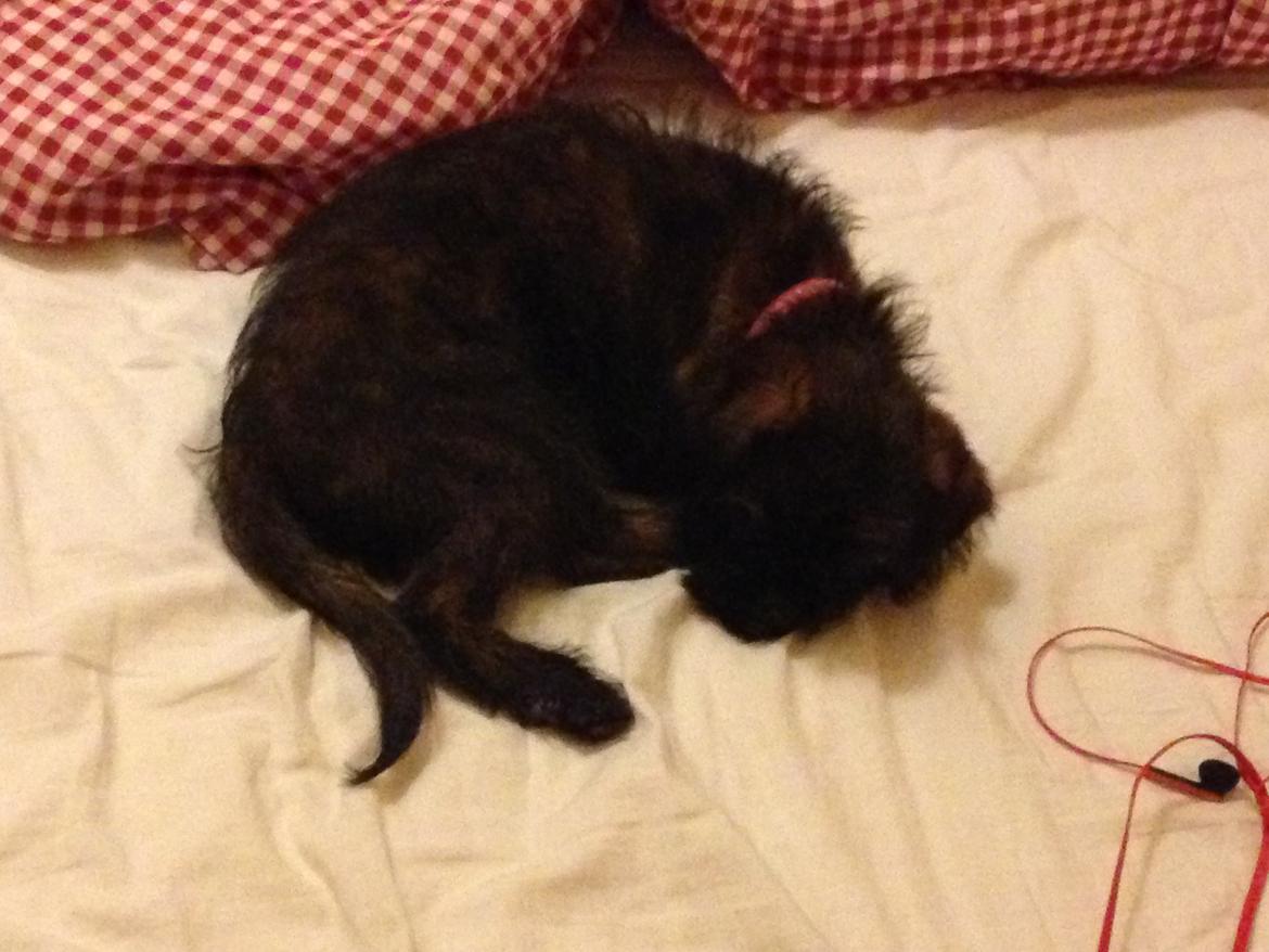 Blanding af racer Ellie billede 3