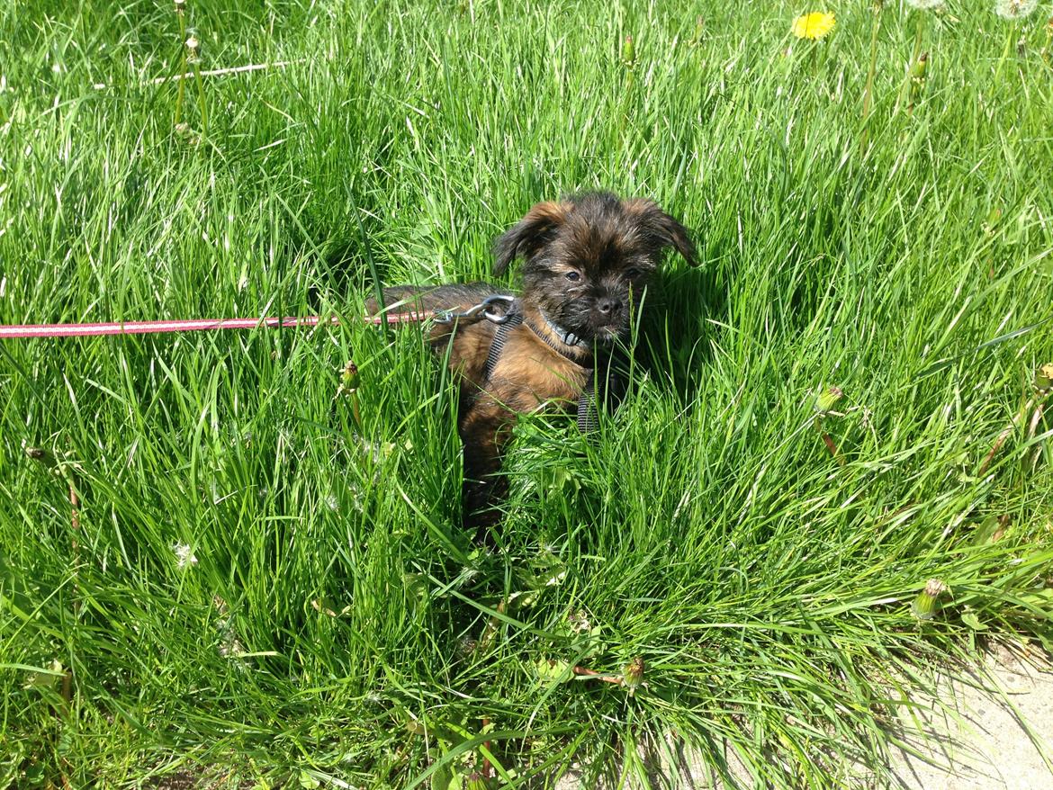 Blanding af racer Ellie billede 5