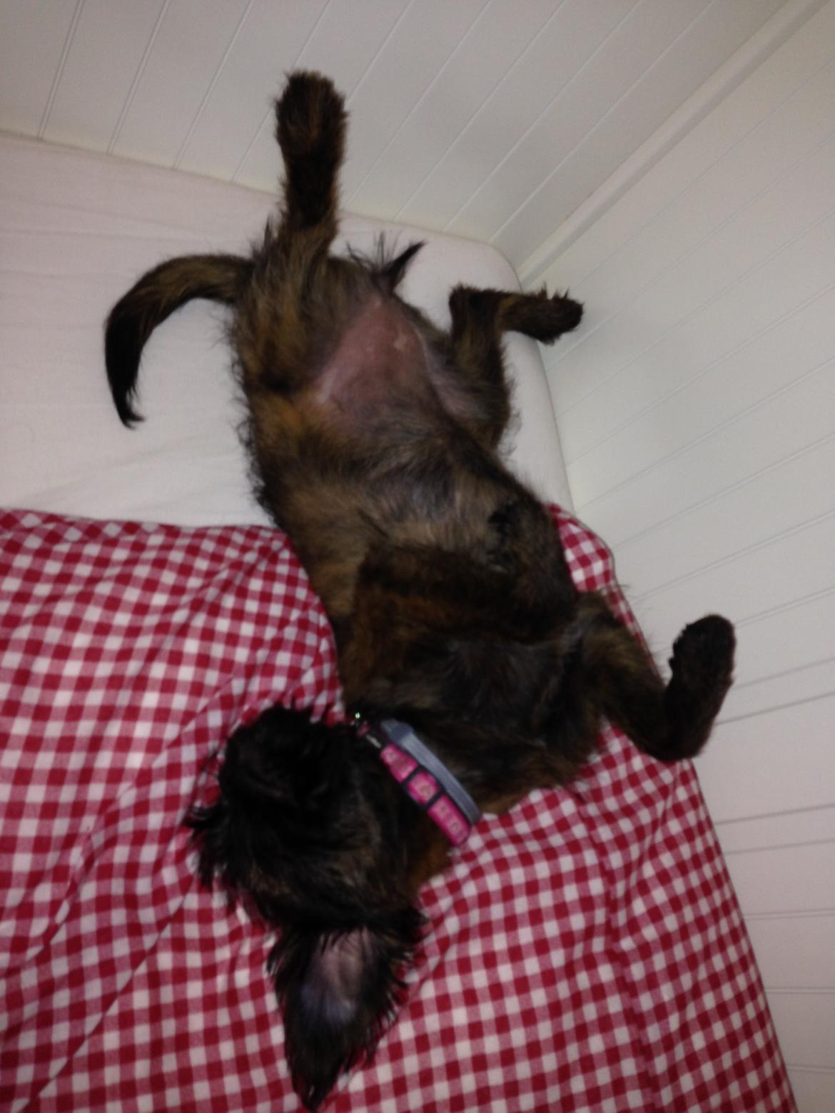 Blanding af racer Ellie billede 6