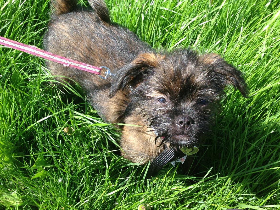 Blanding af racer Ellie billede 2