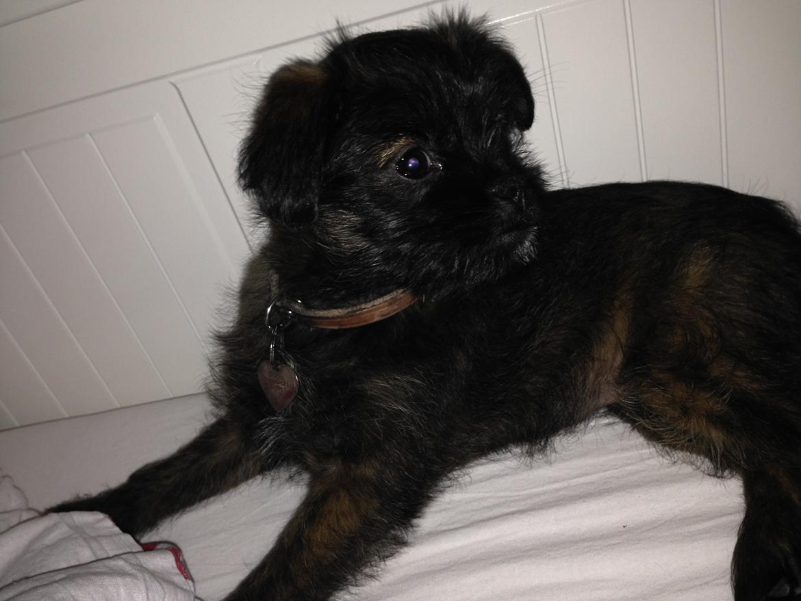 Blanding af racer Ellie billede 8