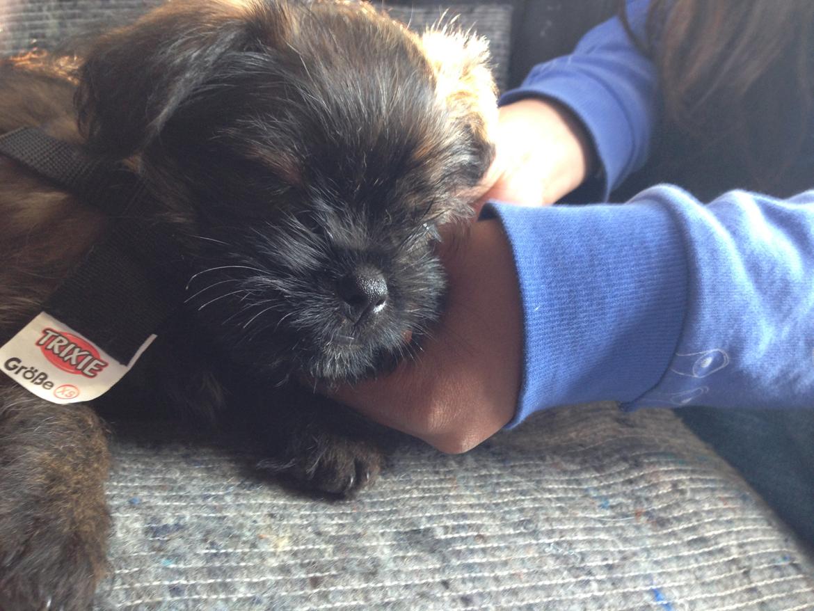 Blanding af racer Ellie billede 7