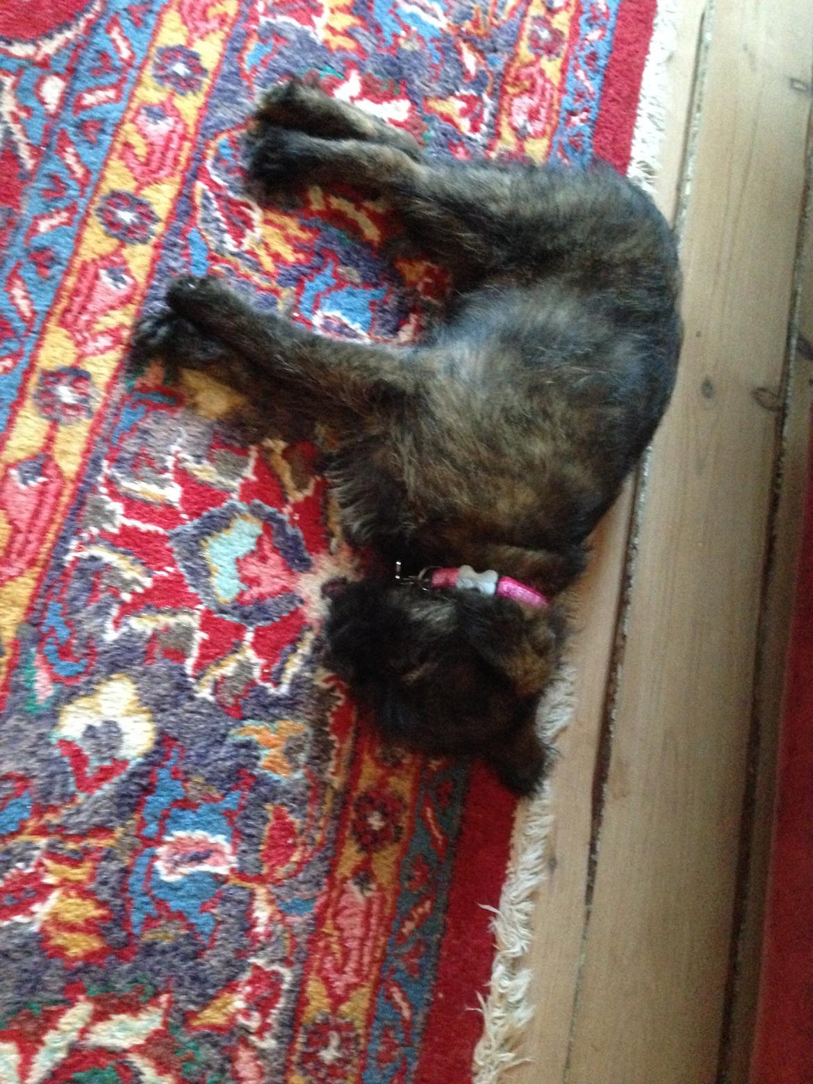 Blanding af racer Ellie billede 10