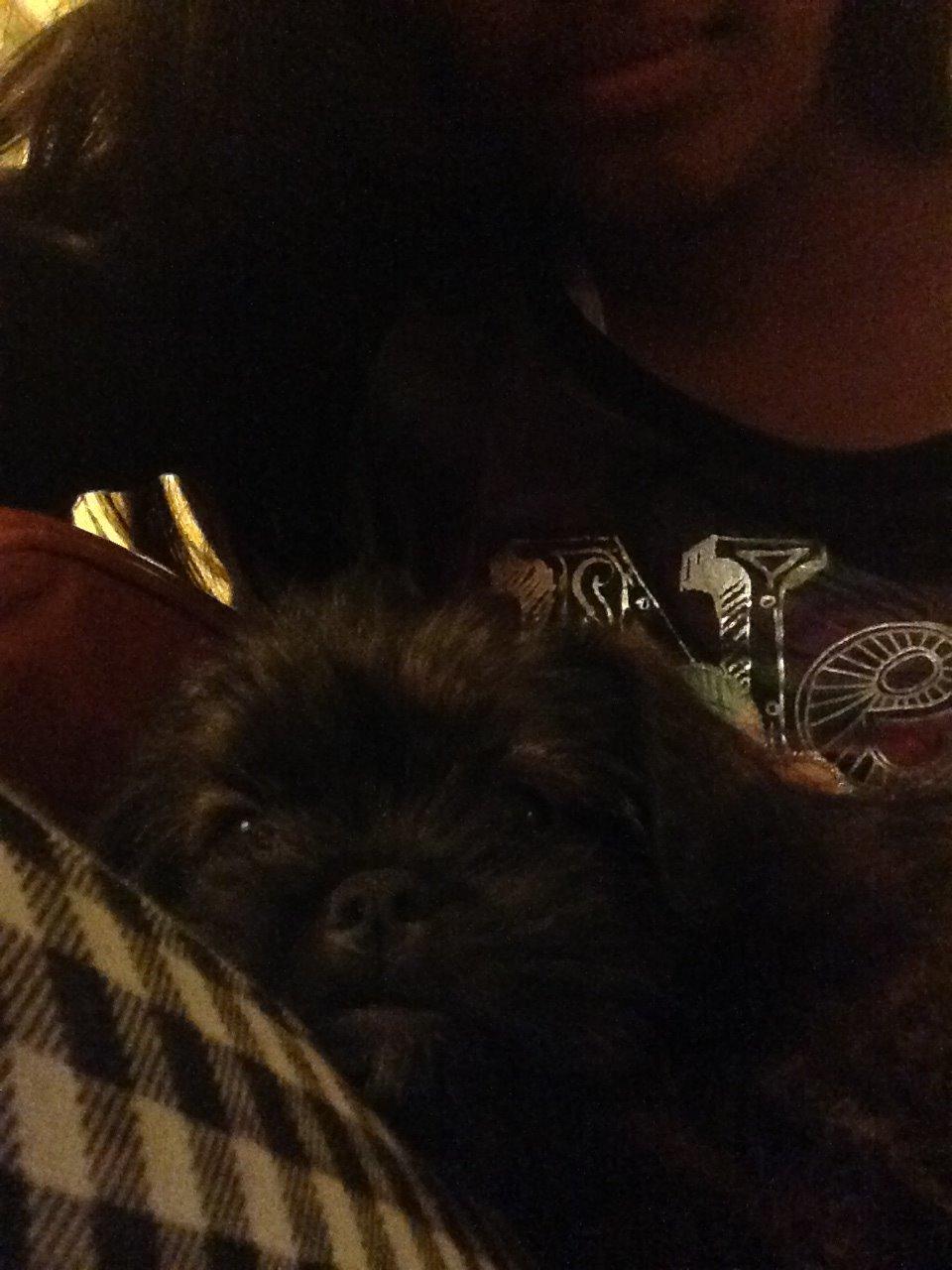 Blanding af racer Ellie billede 11