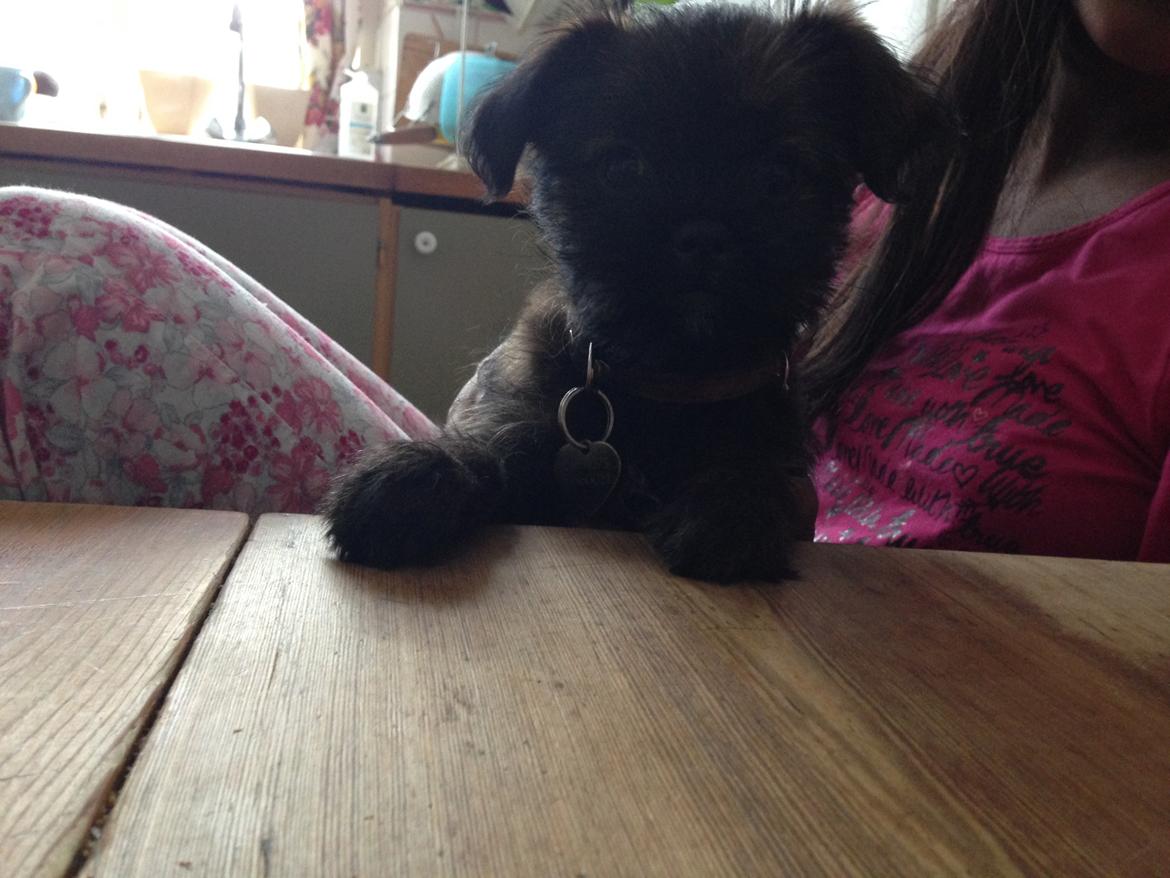 Blanding af racer Ellie billede 9