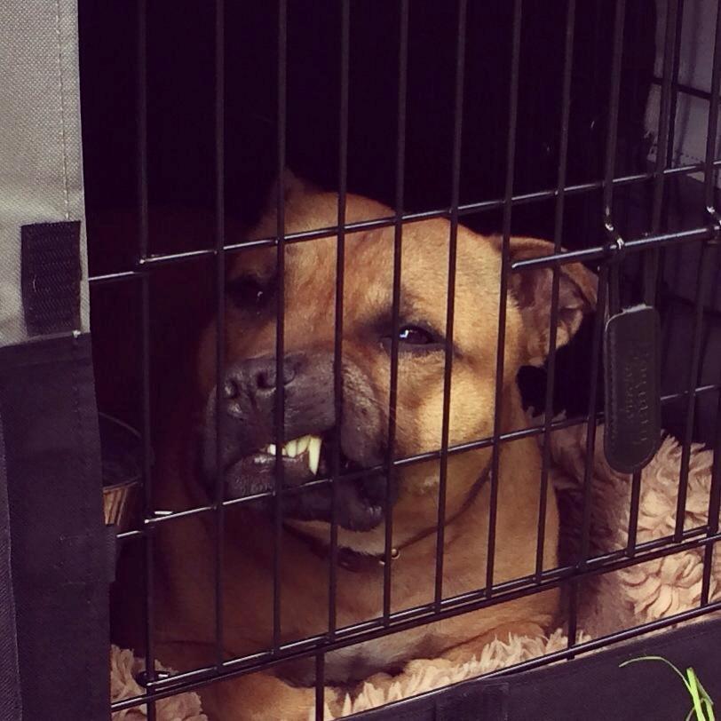 Staffordshire bull terrier KBHV2015 Wenk Staff' s King In A Corner aka Elo billede 40