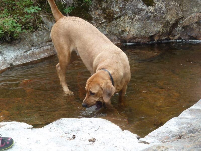 Broholmer Fricka - Fricka i Norge 2 år gammel billede 10