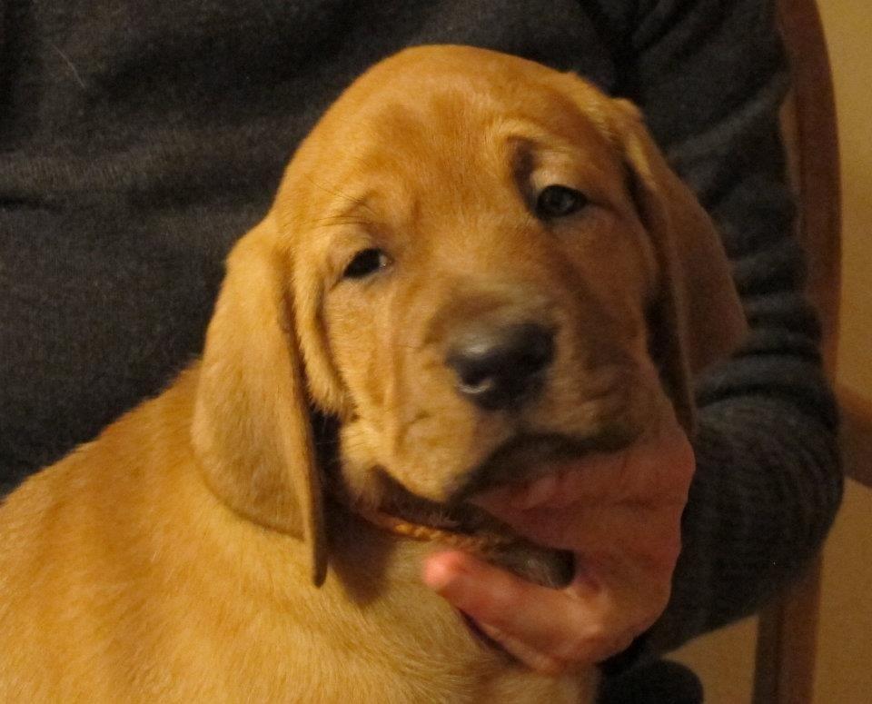 Broholmer Fricka - Fricka 7 uger gammel billede 2