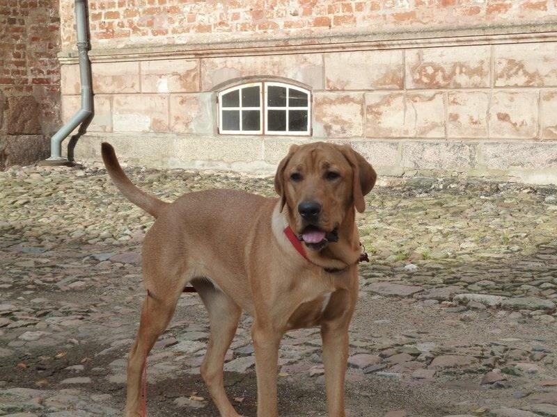 Broholmer Fricka - Fricka på Broholm - næsten et år gammel billede 8