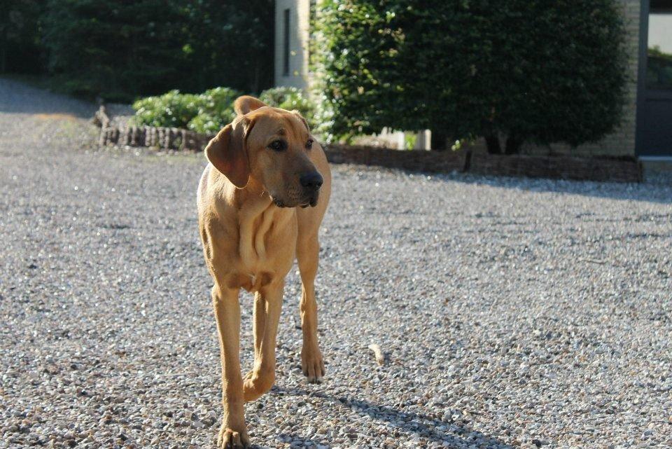 Broholmer Fricka - en tidlig sommermorgen - Fricka er knap 1 år billede 7