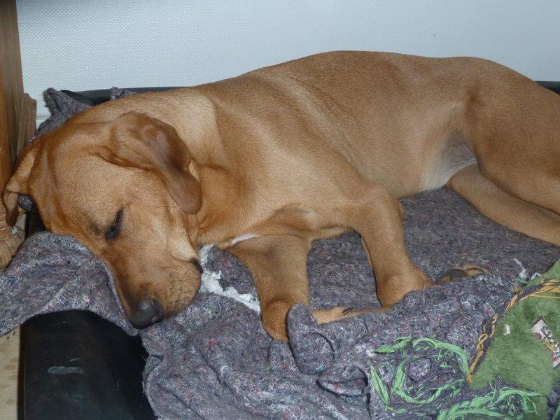 Broholmer Fricka - En træt fricka 11/2 år gammel billede 5