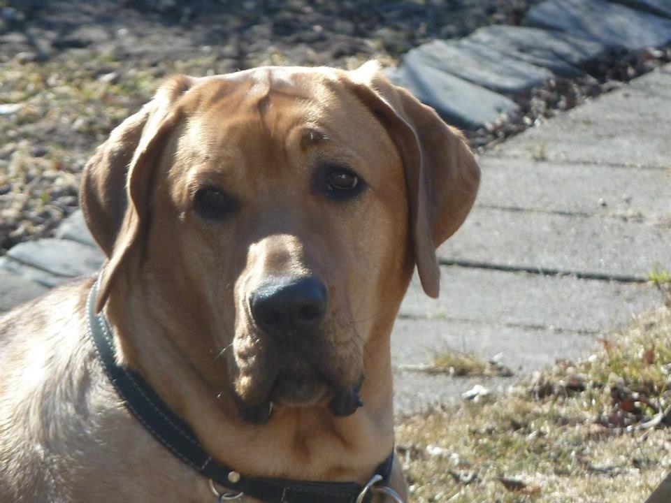 Broholmer Fricka - Fricka 2 år gammel billede 1