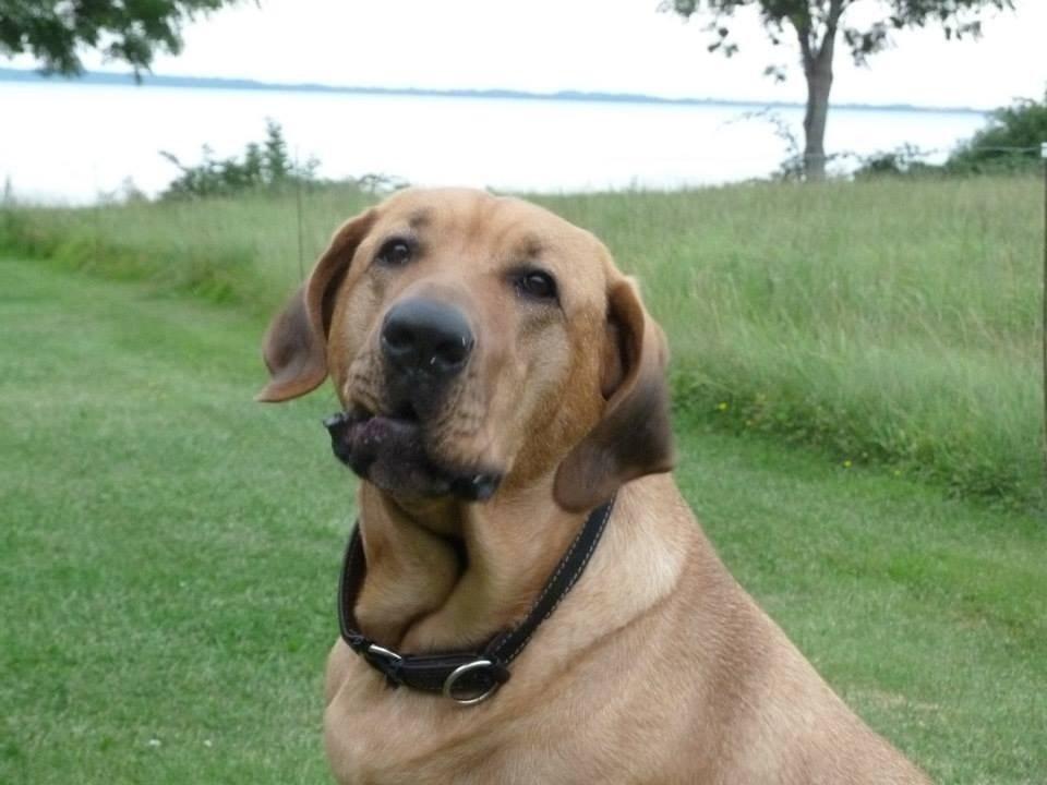 Broholmer Fricka - Lundeborg - fricka er 2 år gammel billede 13