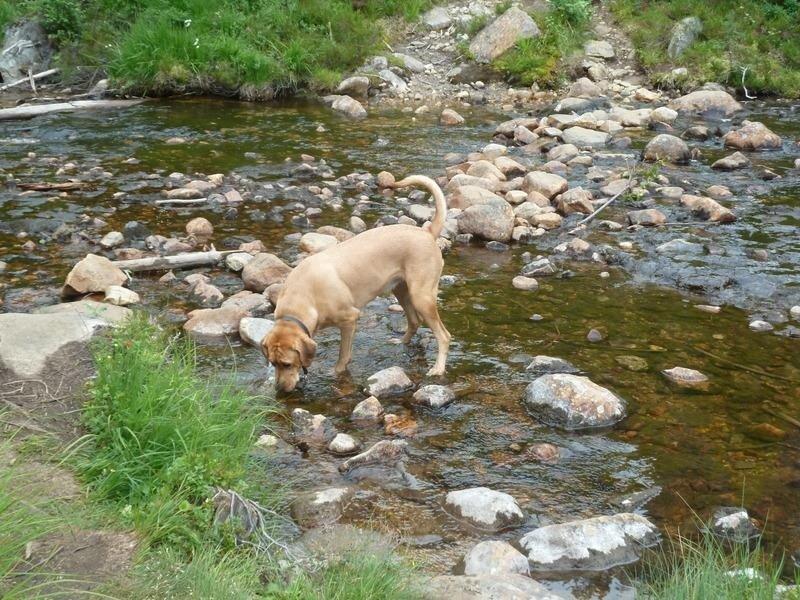 Broholmer Fricka - Fricka i Norge 2 år gammel billede 12