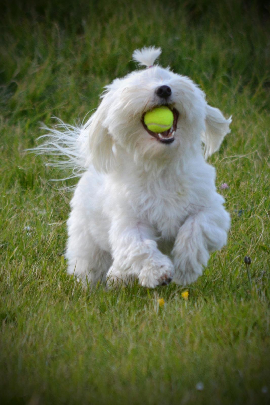 Malteser Fie R.I.P 26. Januar 2015 billede 7