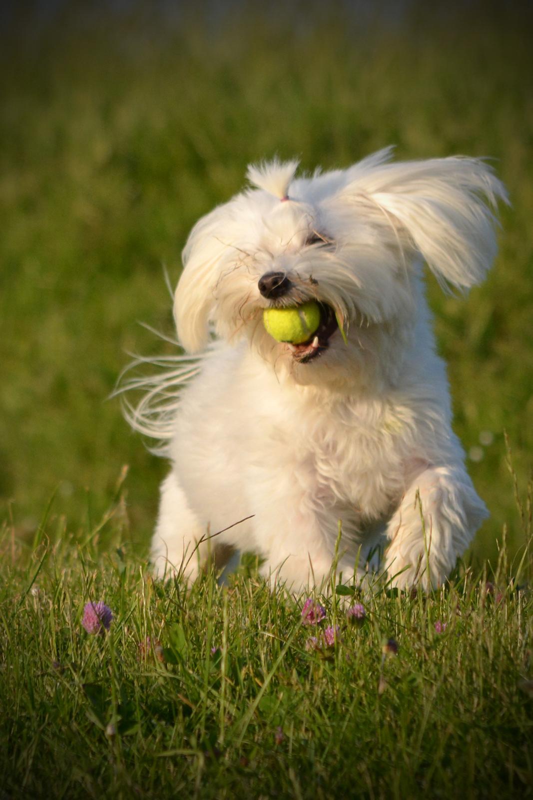 Malteser Fie R.I.P 26. Januar 2015 billede 4